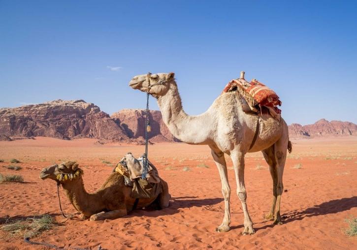 Circuitos viaje barato singles Jordania con desierto wadi rum